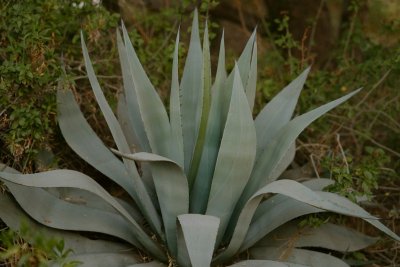 Mezcal haalt tequila stilletjes in